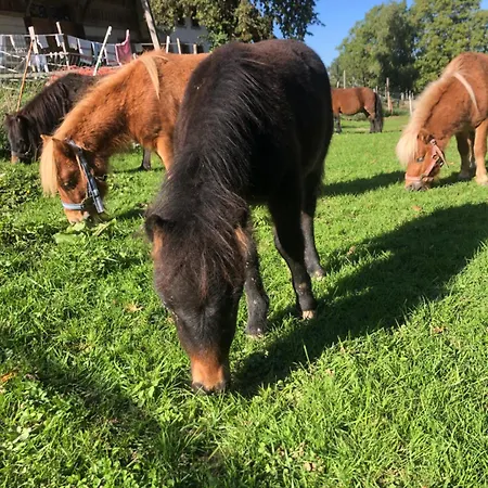 Serenite Et Nature Dans Une Ferme Equestre Massonnens Exterior photo