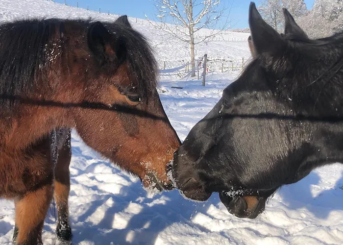 Serenite Et Nature Dans Une Ferme Equestre