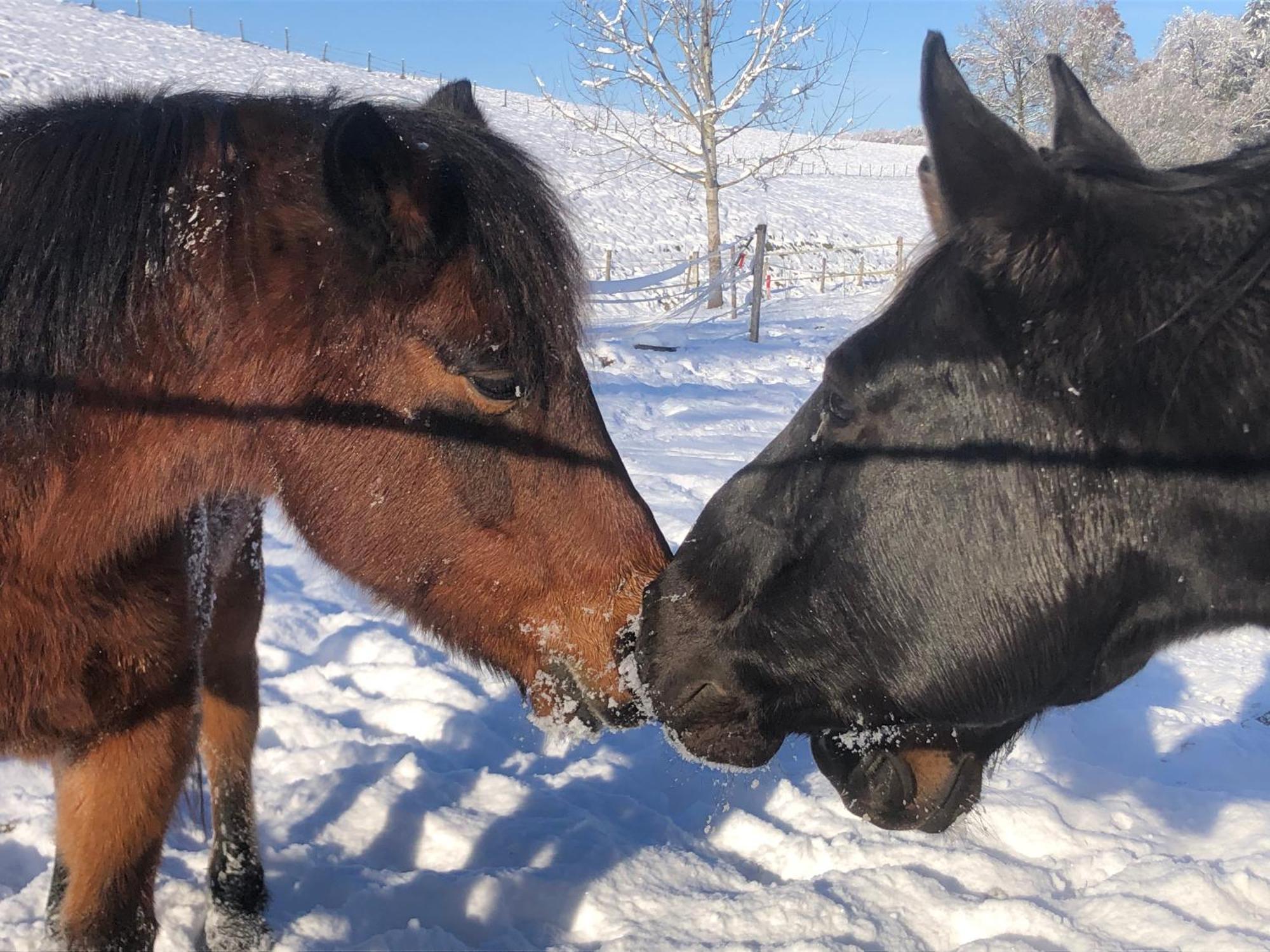 Serenite Et Nature Dans Ferme Equestre Farm stay
