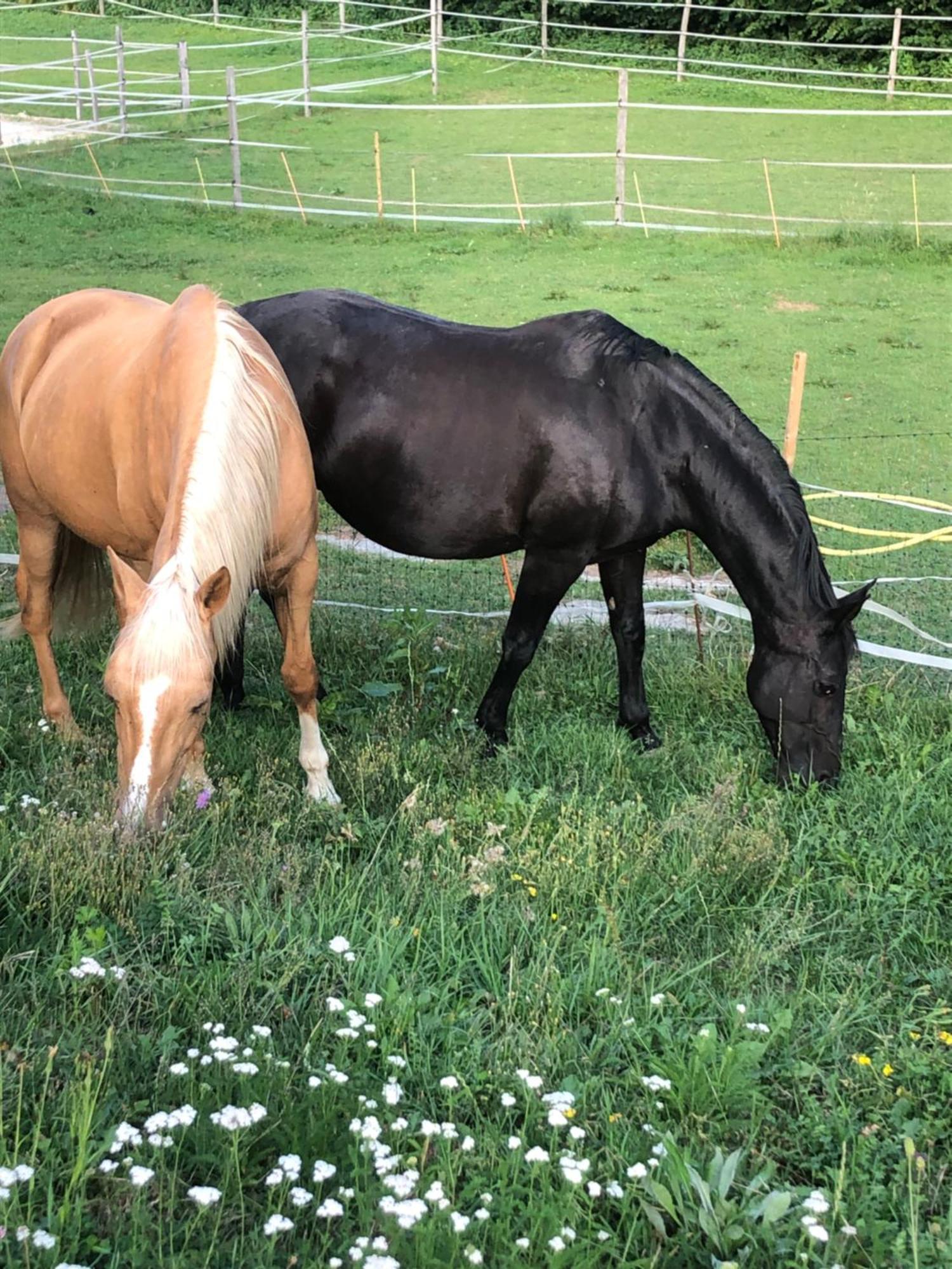 Serenite Et Nature Dans Ferme Equestre * Massonnens