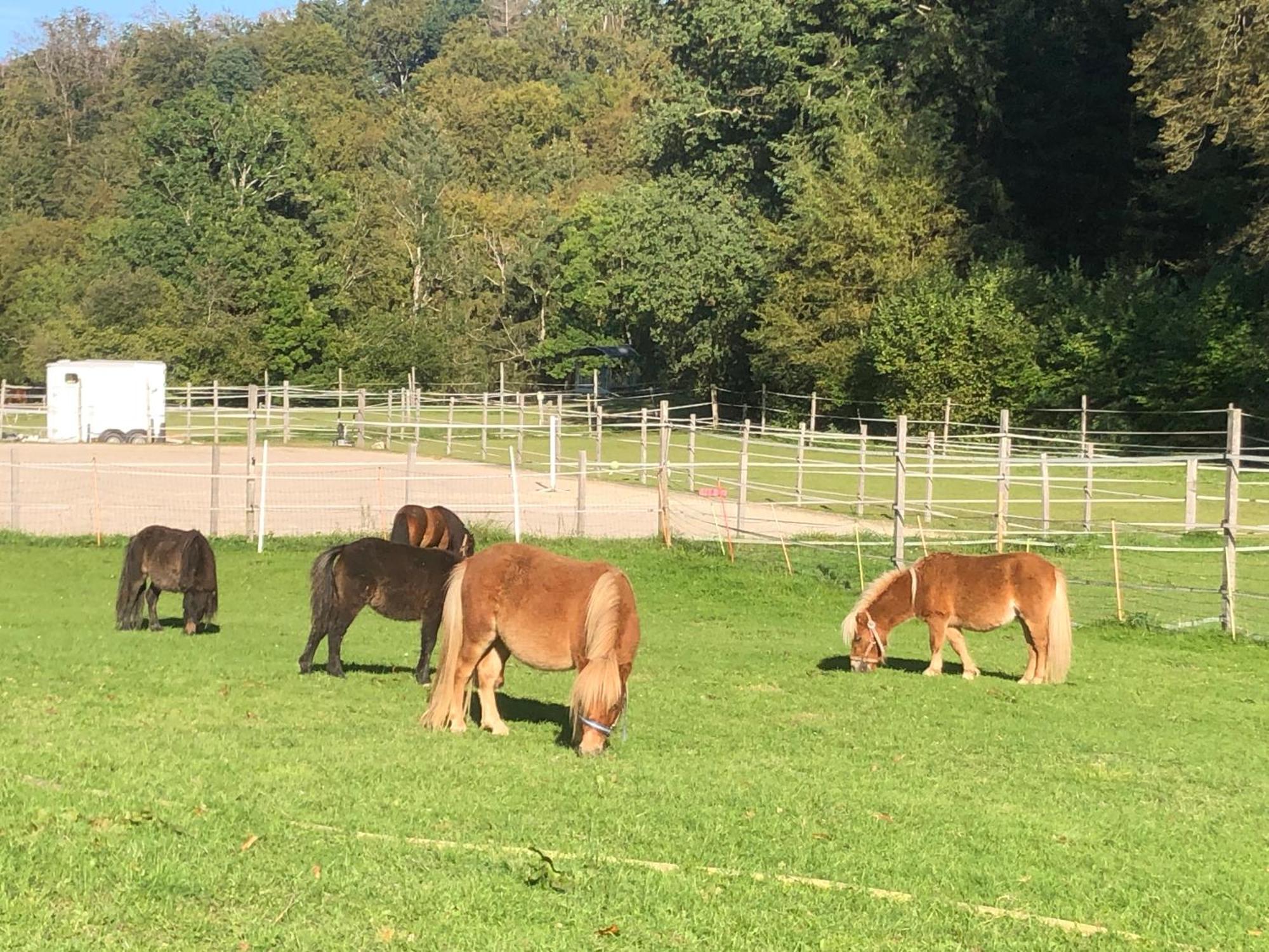 Serenite Et Nature Dans Ferme Equestre