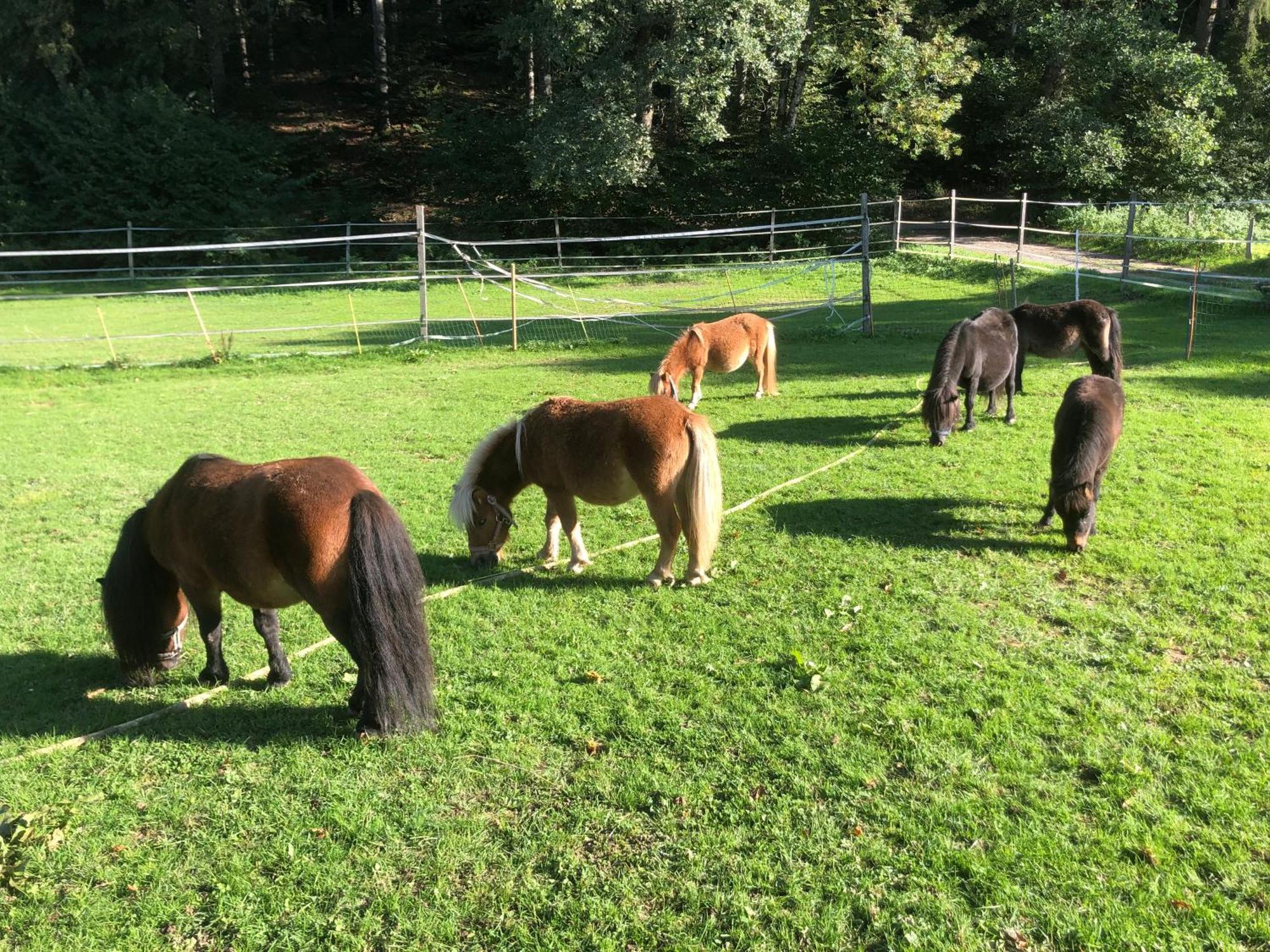 Farm stay Serenite Et Nature Dans Ferme Equestre *