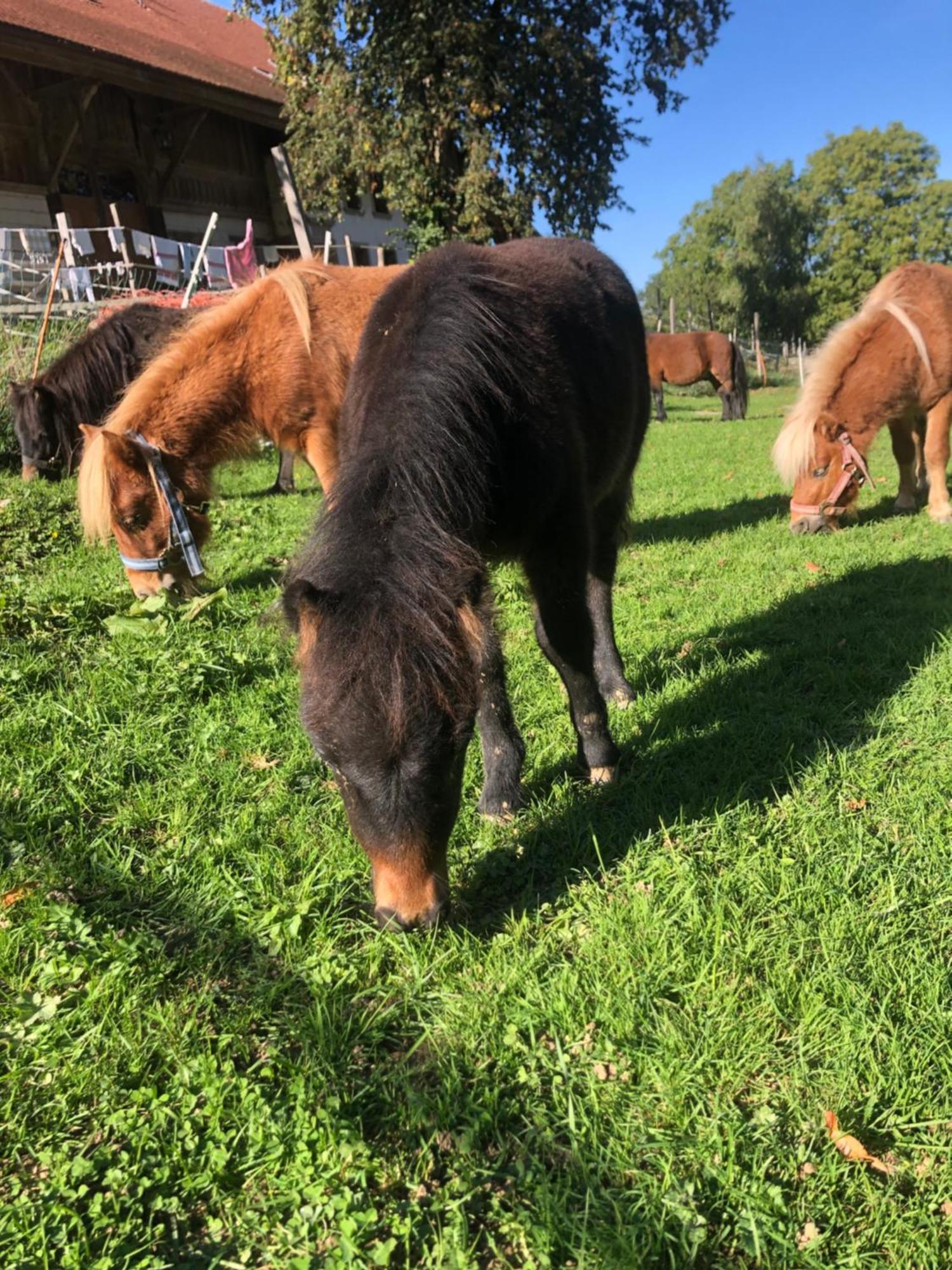 Farm stay Serenite Et Nature Dans Ferme Equestre Massonnens