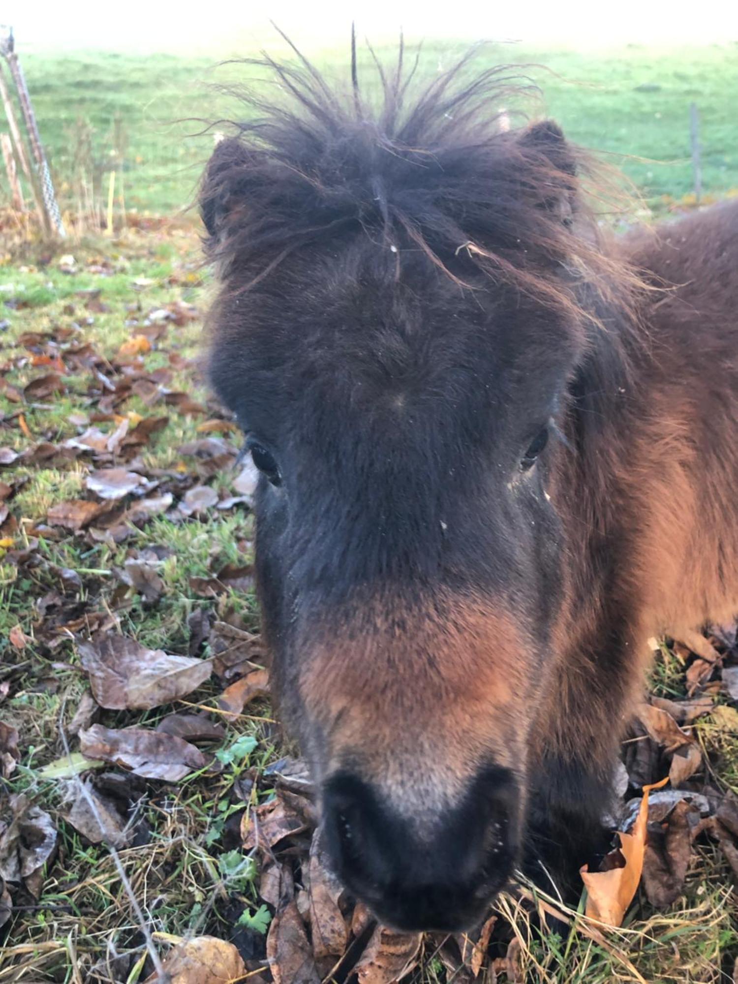 Serenite Et Nature Dans Ferme Equestre Massonnens