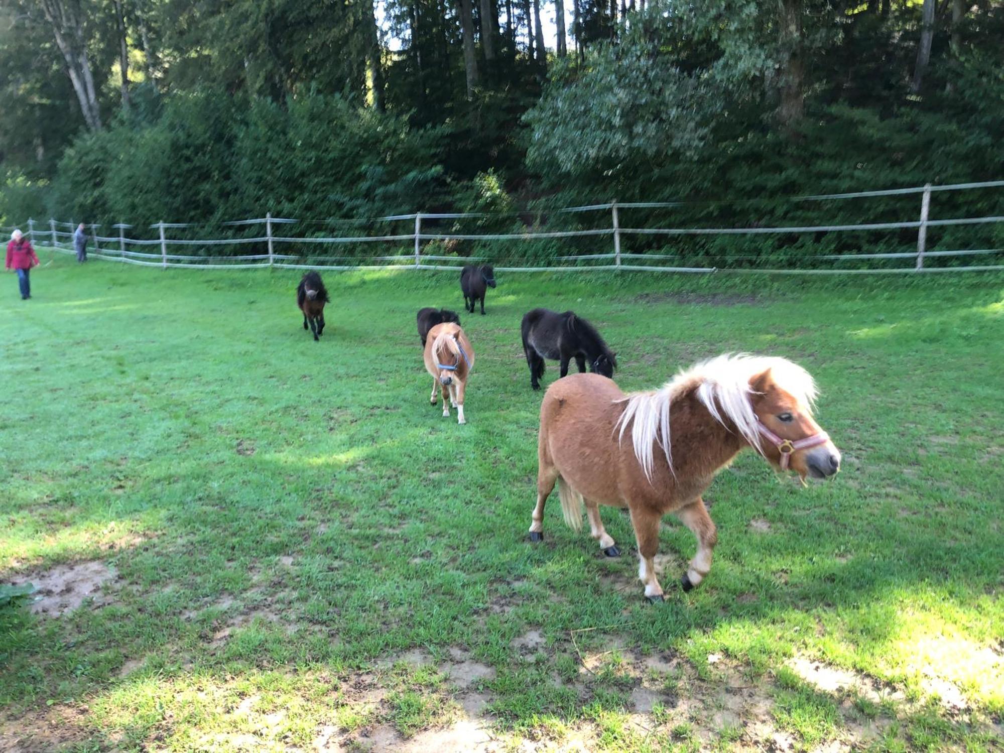Serenite Et Nature Dans Ferme Equestre Farm stay *