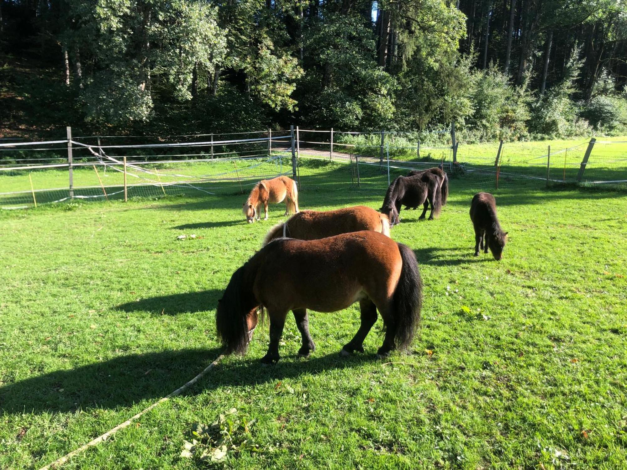 Serenite Et Nature Dans Ferme Equestre Massonnens