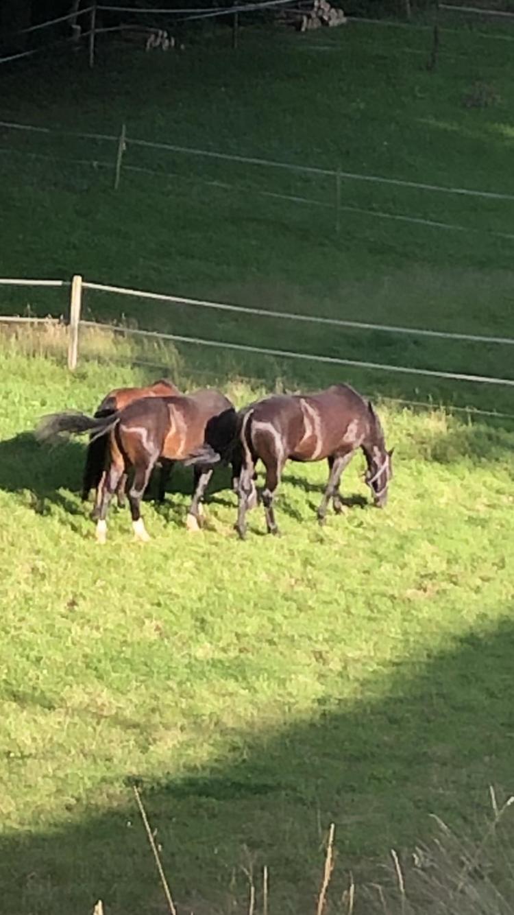 Serenite Et Nature Dans Ferme Equestre *