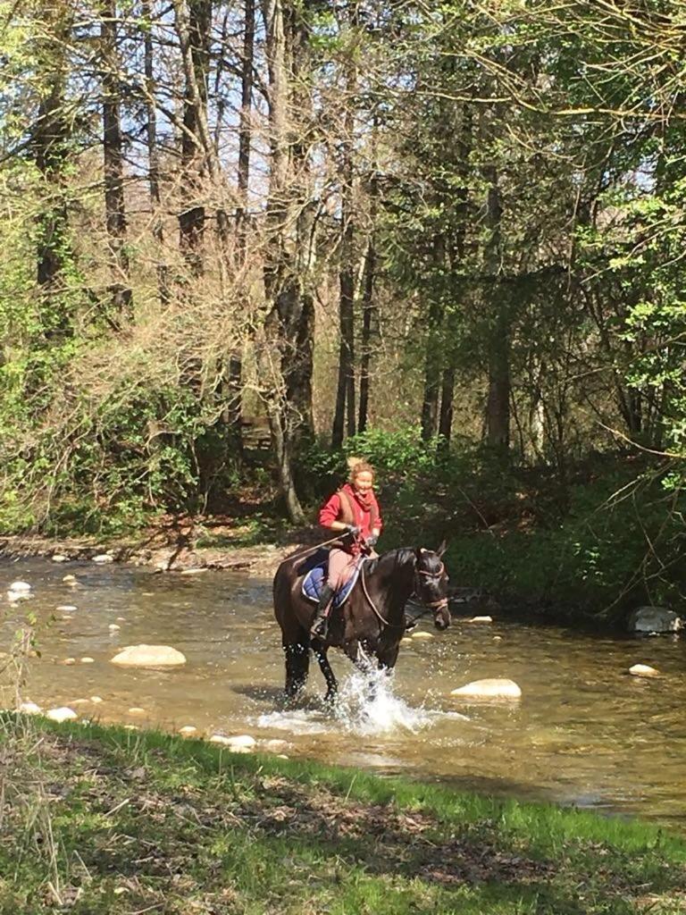 Serenite Et Nature Dans Ferme Equestre *