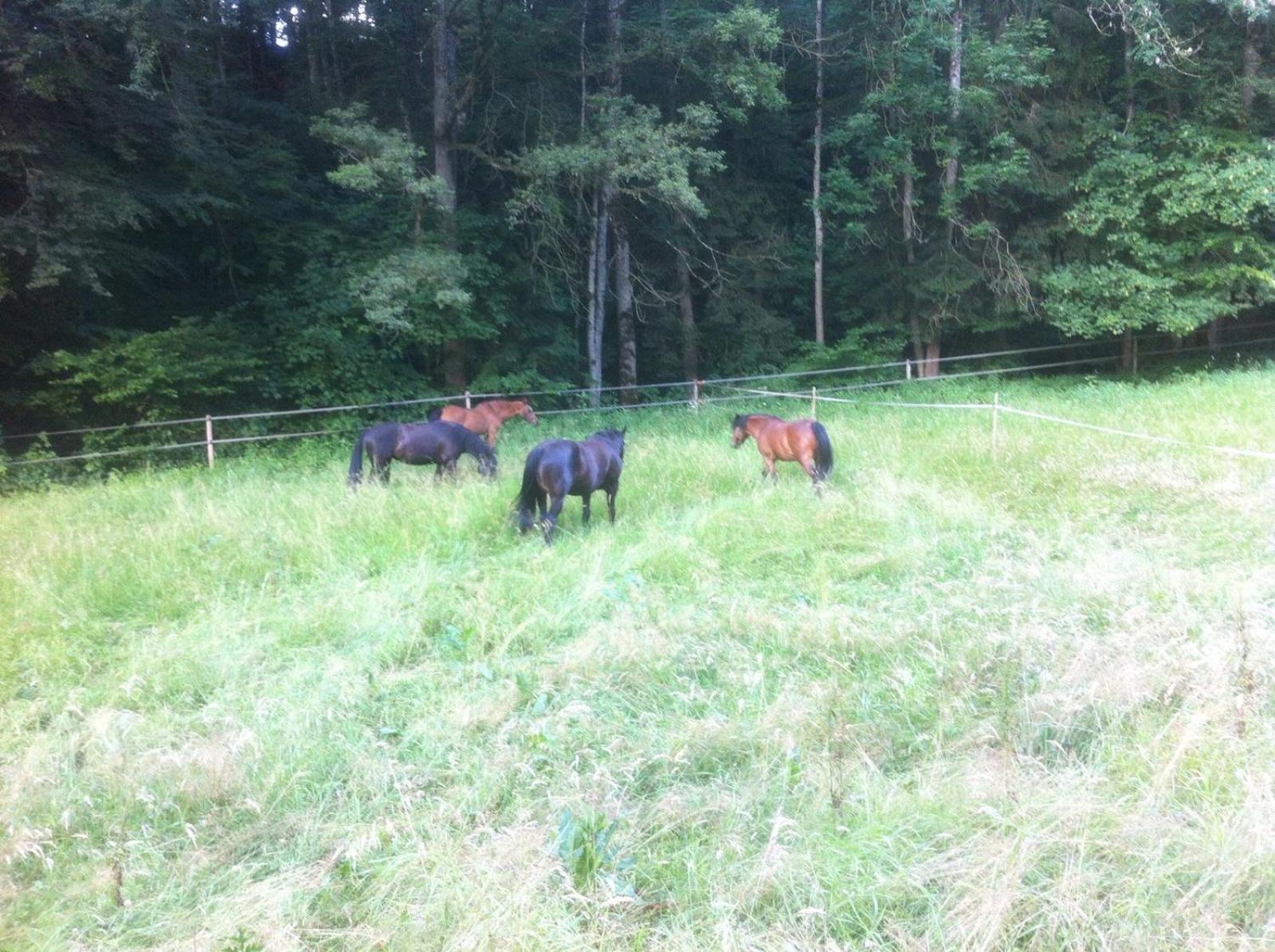 Serenite Et Nature Dans Ferme Equestre Farm stay Massonnens
