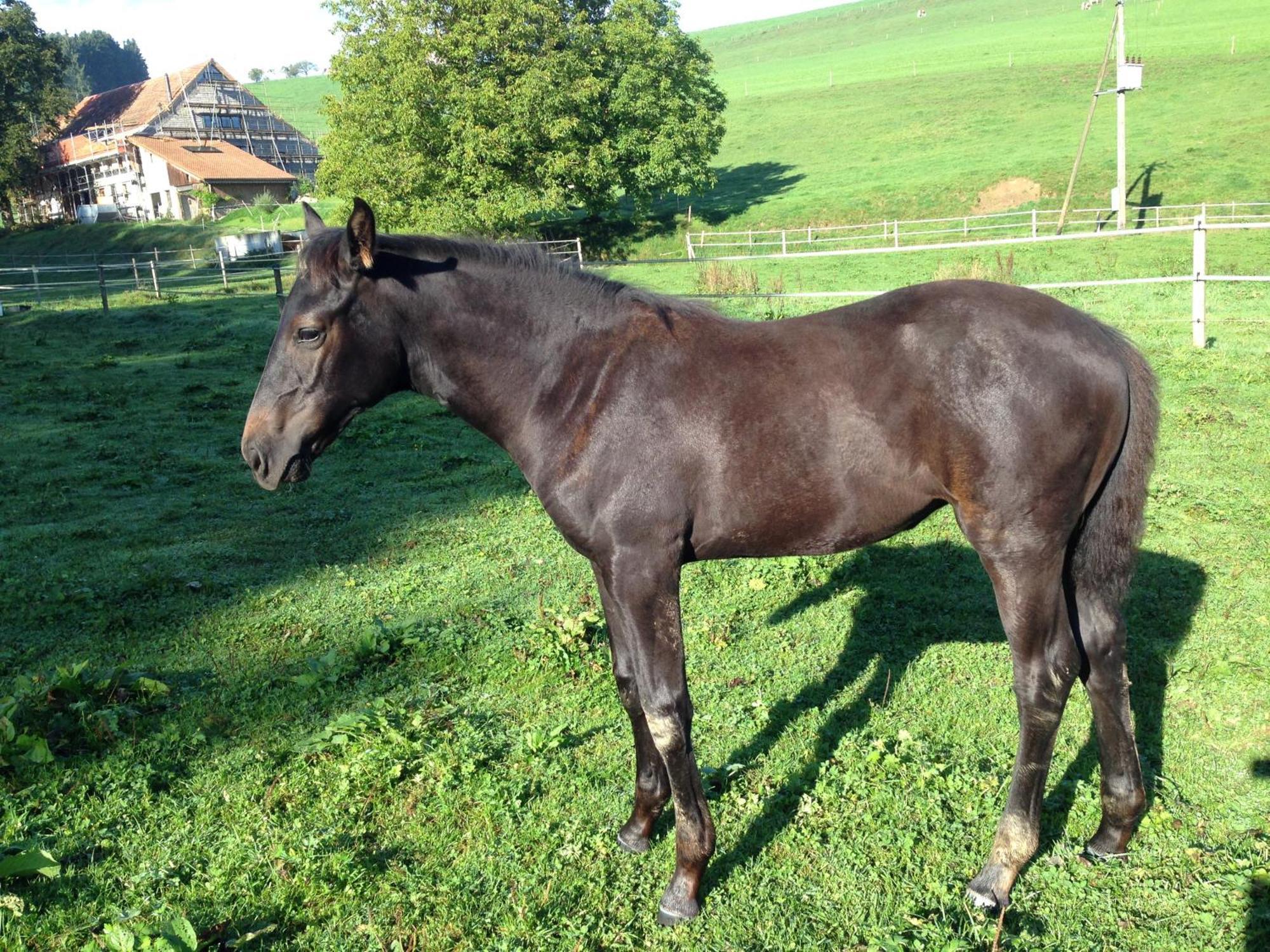 Serenite Et Nature Dans Ferme Equestre